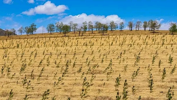 Projet de plantation d'arbres à grande échelle contre la désertification